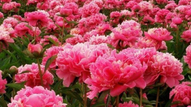 Як підживити півонії без хімії: перевірені народні засоби