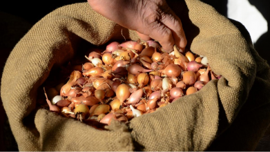 Отримаєте гарний врожай і не буде стрілок: у чому замочити озиму цибулю перед посадкою