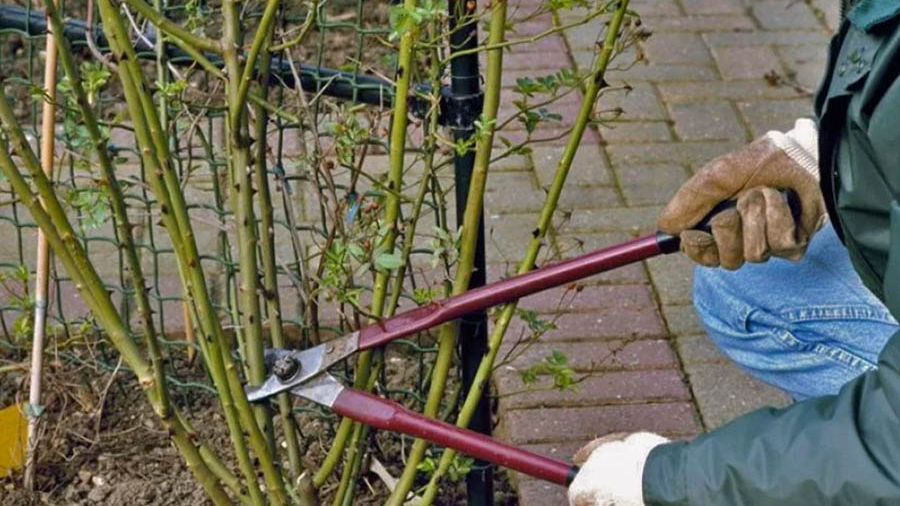 Обов’язково зробіть це з трояндами у листопаді, щоб вони пишно зацвіли навесні