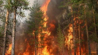 Не лякають величезні штрафи: торік через паліїв сухої  трави виникло 12 пожеж у лісах