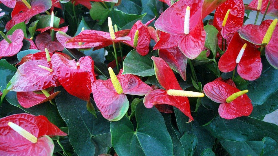 Як змусити зацвісти «чоловіче щастя»