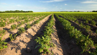 добрива для картоплі