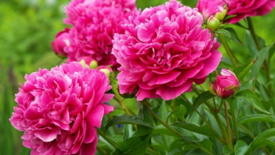 Півонії зацвітуть як ніколи: чим підживити кущі у квітні