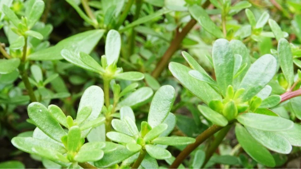 Як навесні позбутися портулаку на грядках: зробіть це негайно