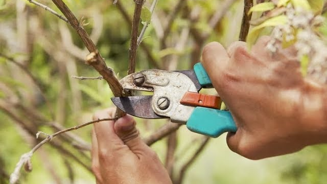 Осінь у саду: як правильно заготовити живці та підготувати ґрунт для майбутнього врожаю