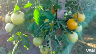 Не кладіть зелені помідори на сонце: де вони достигнуть швидше
