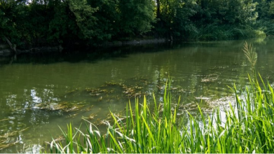 Водорості та очерет на пляжі: коли у Луцьку розчистять річку Стир