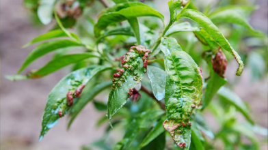 Курчавість листя персика