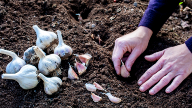 Через скільки днів після висадки проростає часник?