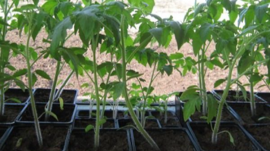 Розсада помідорів витягнулася