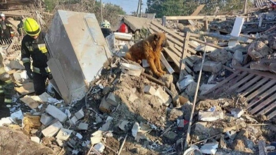 Помер пес Крим, який оплакував смерть своїх господарів на руїнах зруйнованого окупантами будинку