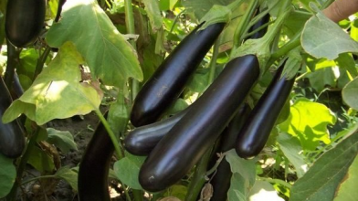 Найкращі сорти баклажанів, які точно дадуть врожай на Волині