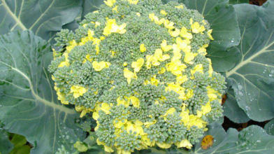 Чому броколі та цвітна капуста йдуть у цвіт і як цього уникнути