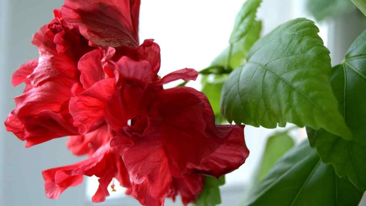 Гібіскус не цвіте роками? Один секрет, який змусить китайську троянду квітнути безперервно