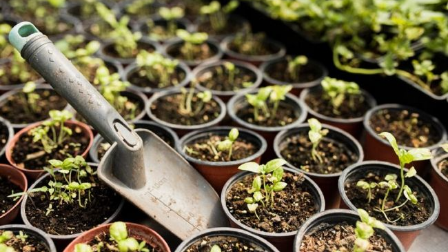 Що можна сіяти на розсаду вже у грудні