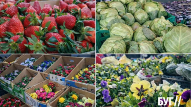 Весна вже на ринку: на Волині продають першу полуницю та розсаду — які ціни