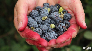 Ожина, малина та смородина: скільки коштують саджанці кущових ягід на Волині?