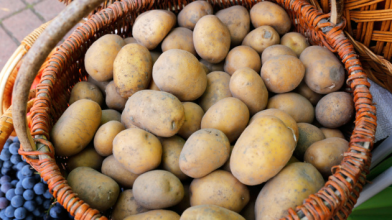 Ціни на картоплю в Україні не зростатимуть, – експерт