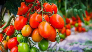 Коли сіяти помідори на розсаду навесні 2026: найкращі дати для гарного врожаю за місячним календарем