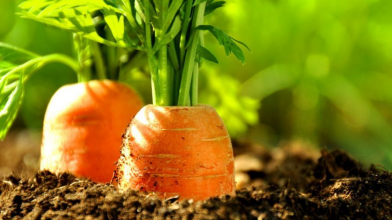 сорти моркви