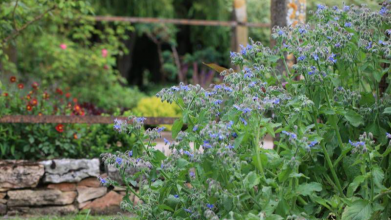 що посадити на городі, щоб грунт став родючим