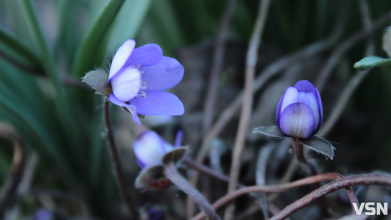 Дощі та хмарність: якою буде погода на Волині на початку квітня