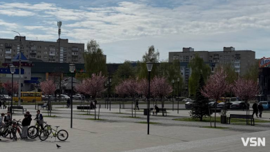 Гарна фотозона: у Луцьку зацвіла ціла алея унікальних іранських слив