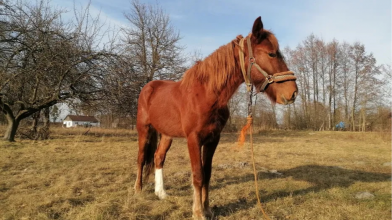Добрий кінь — на вагу золота: скільки коштують помічники на Волині?