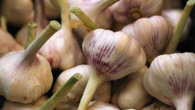 вирощування озимого часнику