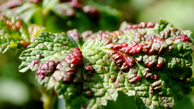 попелиця на смородині