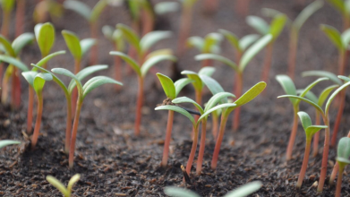 Як пришвидшити проростання насіння