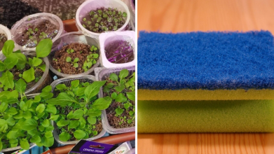 Щоб розсада не пересихала і не гнила — секрет у кухонній губці