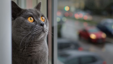 Як коти передбачають погоду: чи можна вірити таким прогнозам