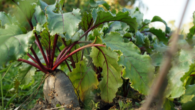 Чому столовий буряк не сходить: 3 типові помилки при посіві