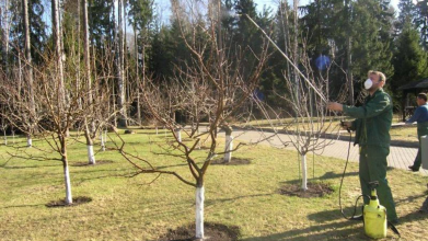 Коли і чим обробляти дерева: чіткі періоди без плутанини