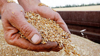 Скільки коштує зерно для посівної на Волині у 2026 році: актуальні ціни