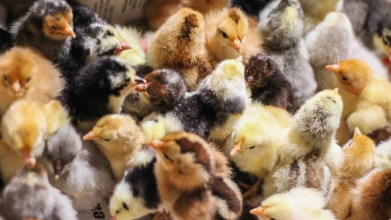 На Волині стартував сезон продажу птиці: скільки коштують курчата, качки та гуси