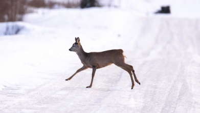 На Волині затримали трьох браконьєрів під час незаконного полювання на косулю