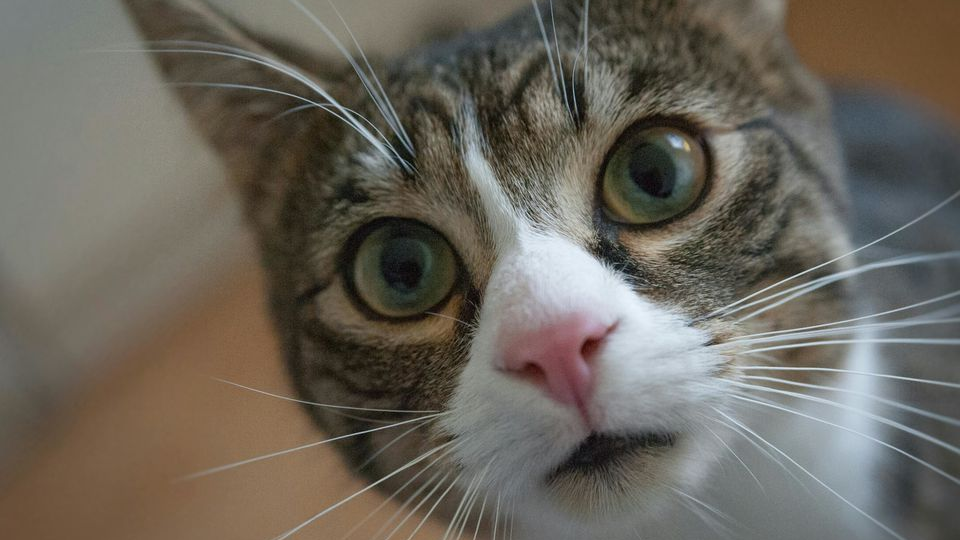 Чи потрібні глистогінні кішці, яка не виходить з дому: пояснює ветеринар