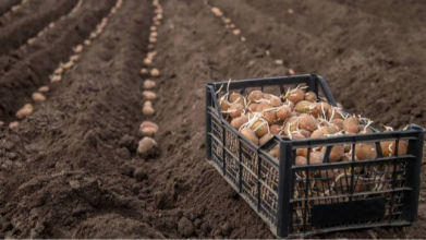 посадка картоплі