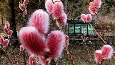 Карпатський біосферний заповідник, цвітіння квітів