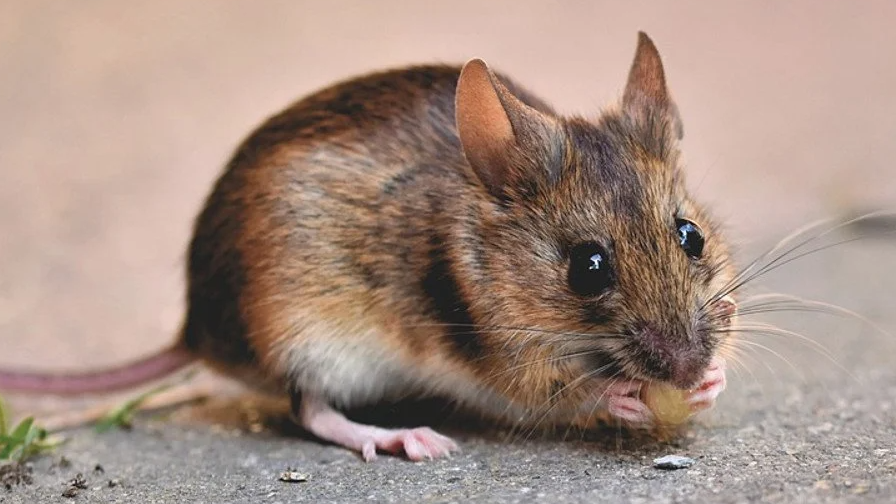Миші взимку лізуть у дім: прості кроки, які врятують кухню і комору