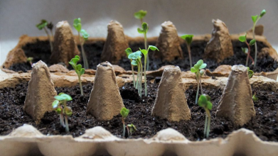 Три секрети для міцної розсади: що обов’язково потрібно робити після сходів