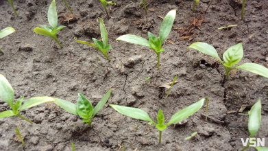 Коли висаджувати розсаду та сіяти насіння: календар городніх робіт на Волині