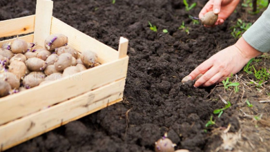 Що покласти в лунку під час садіння картоплі: п’ять простих добавок для великого врожаю