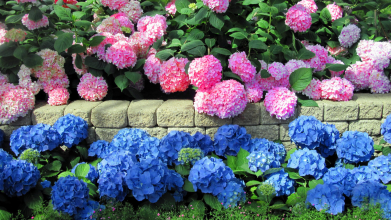 «Рідке золото» для королеви саду:  що зробити, щоб гортензія зацвіла як на дріжджах