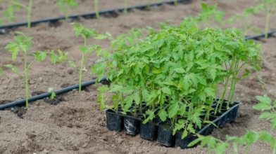 пересадка розсади