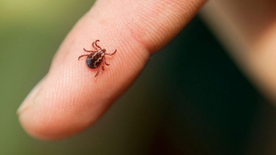 укуси кліщів