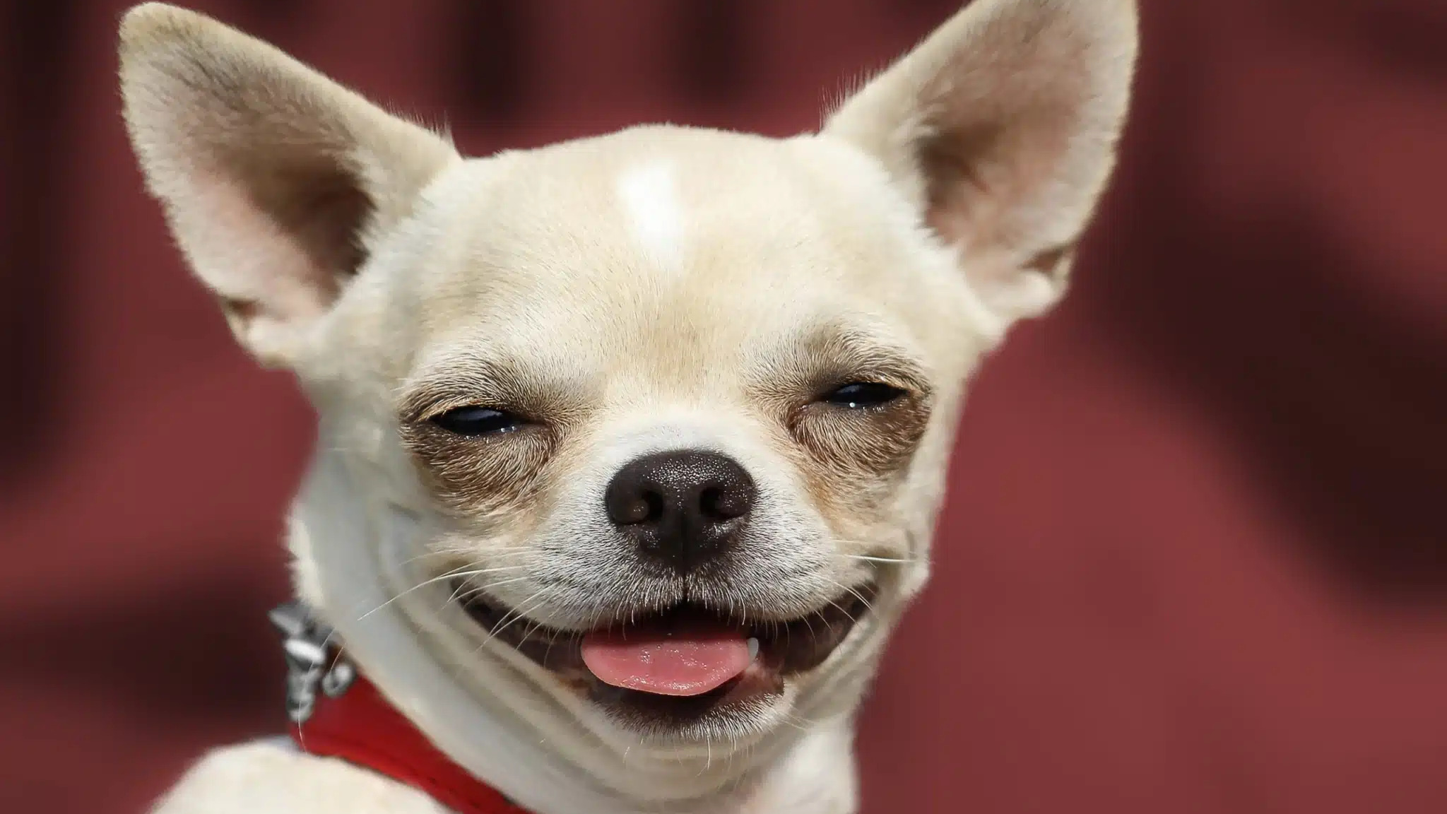 На Волині продають собак по $1500: топ-5 найдорожчих порід