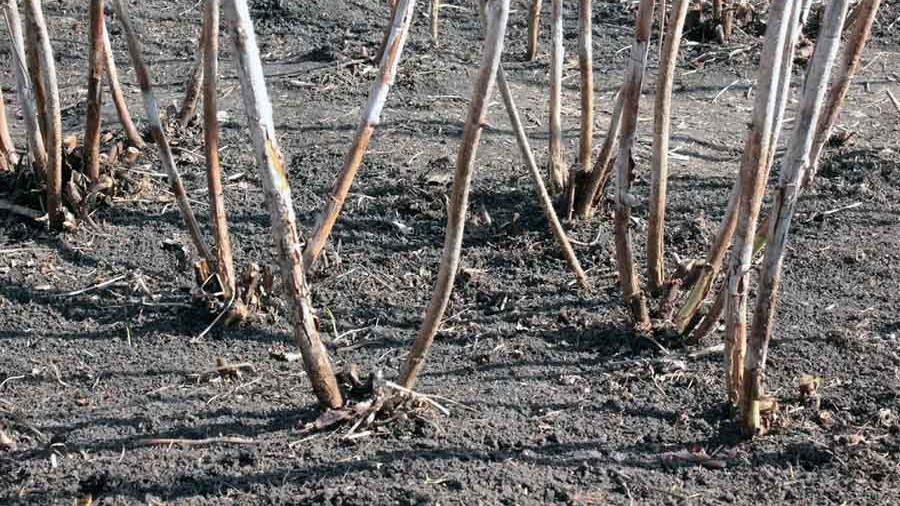 Як правильно обрізати кущі малини наприкінці листопада, щоб мати щедрий урожай